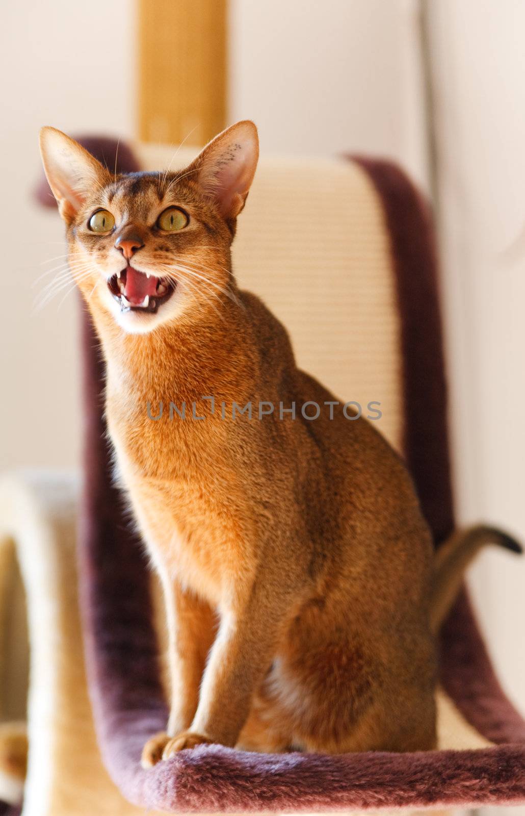 verry cool and wounderful young abyssinian cat photo