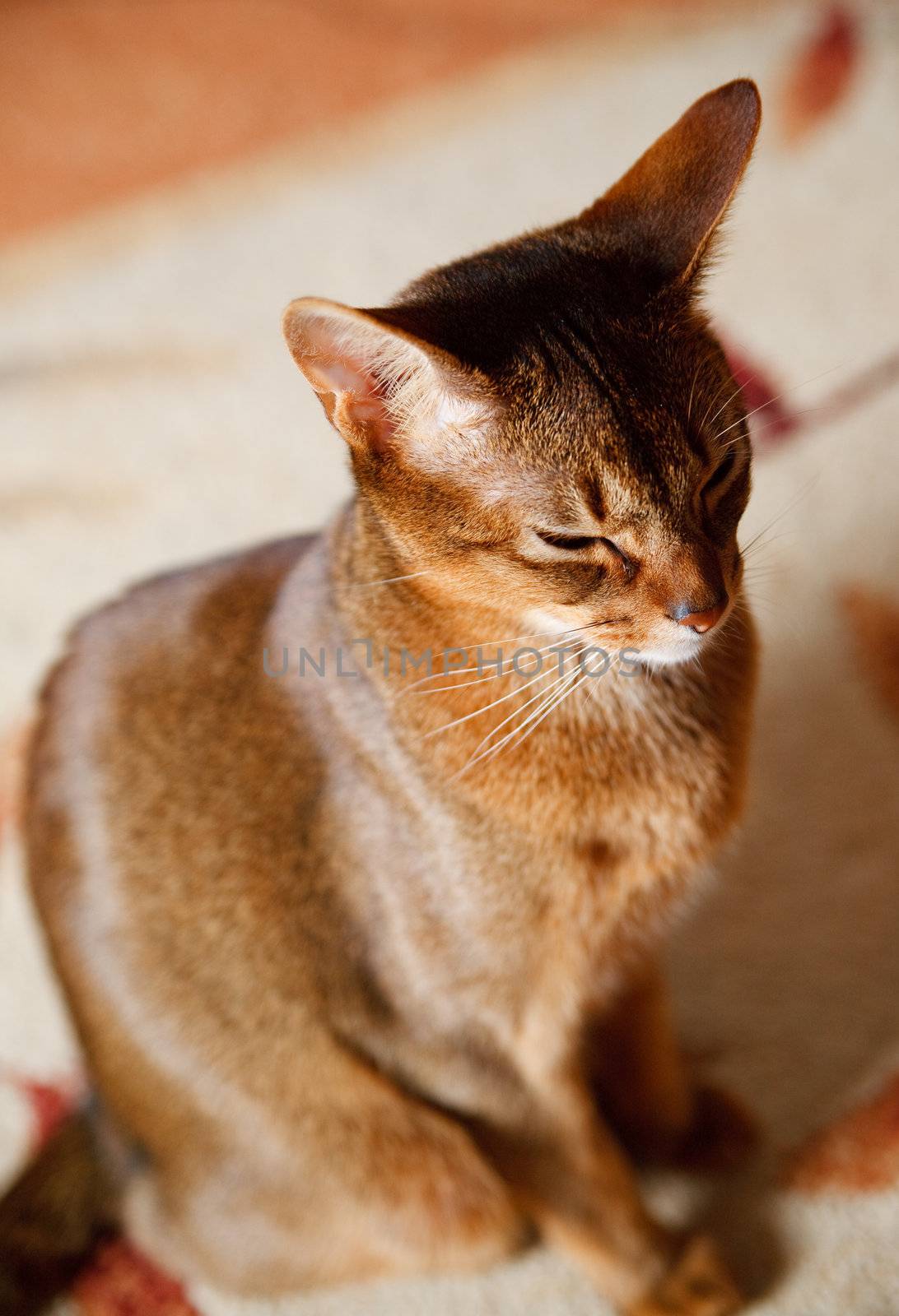 verry cool and wounderful young abyssinian cat photo