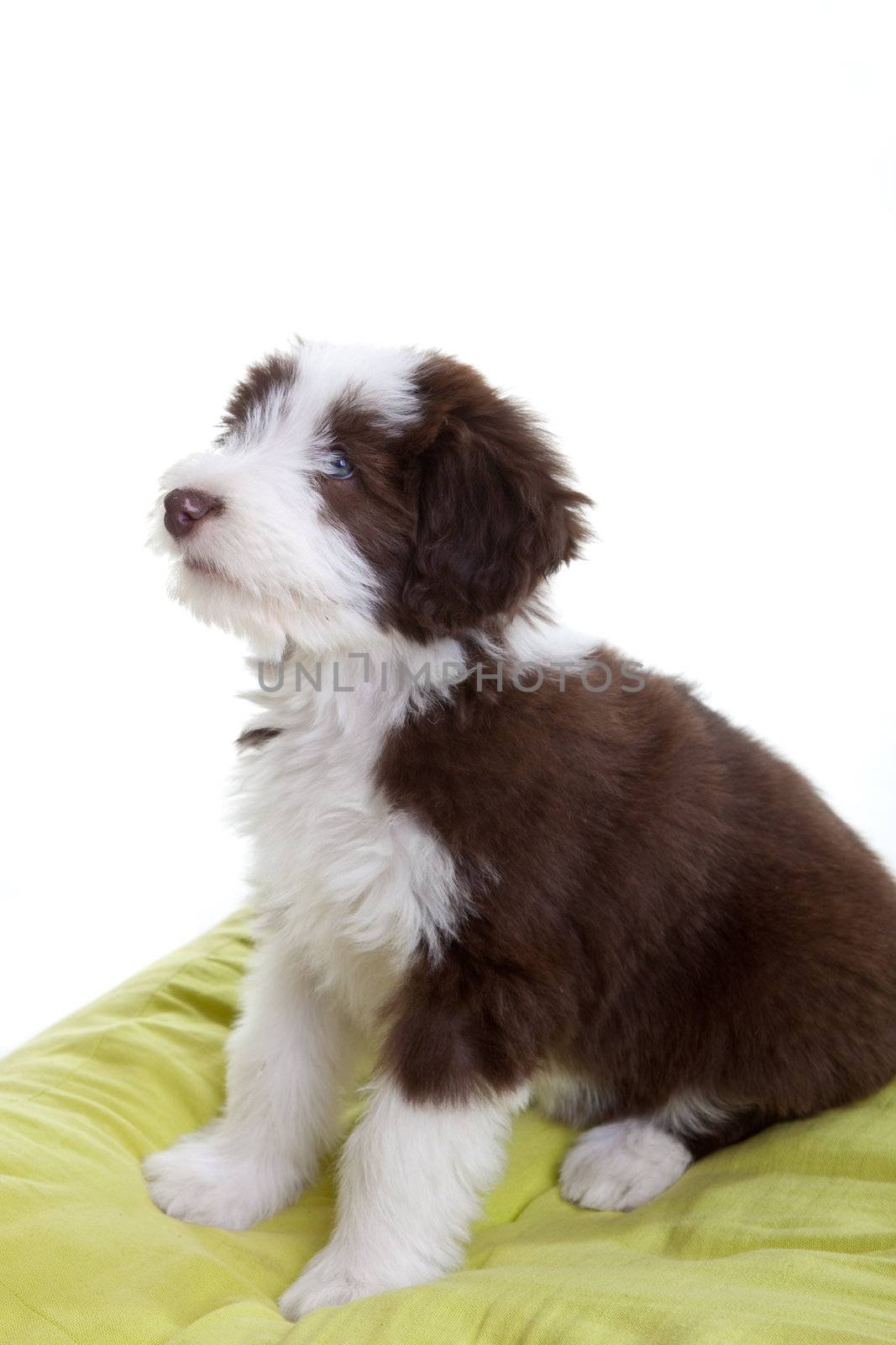 Cute young bearded collie pup sitting on it's pilow