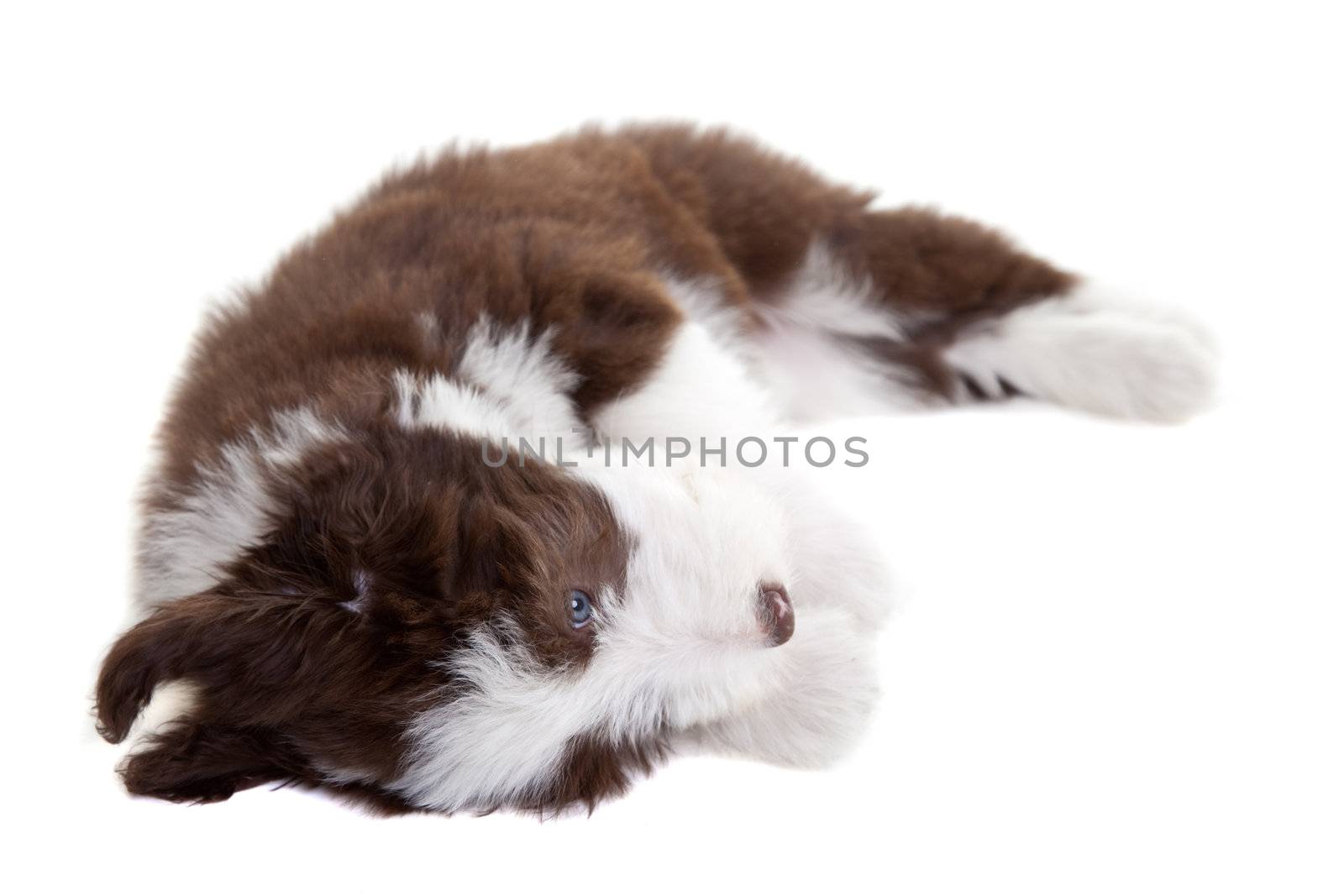 Cute young bearded collie pup playing on white background