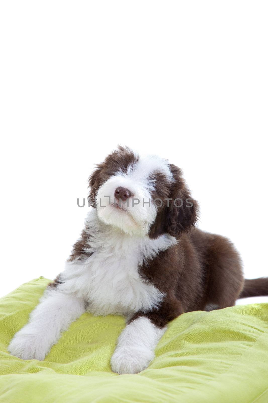 Cute little bearded collie pup on white background