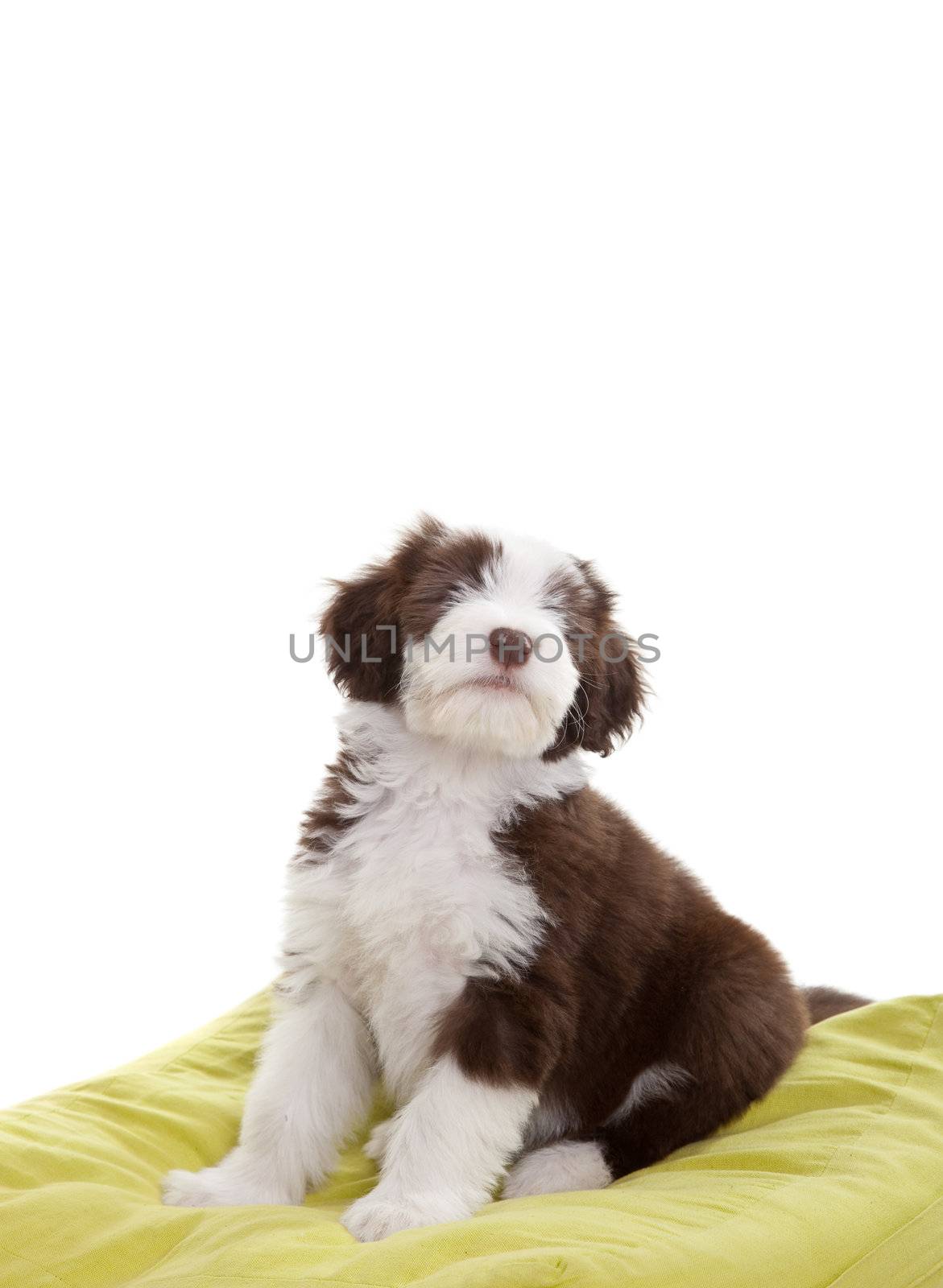 Bearded collie pup by Fotosmurf