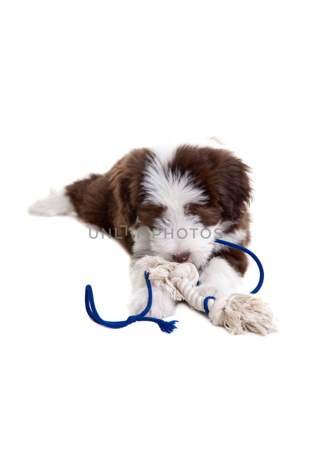 Cute young bearded collie pup playing with a rope