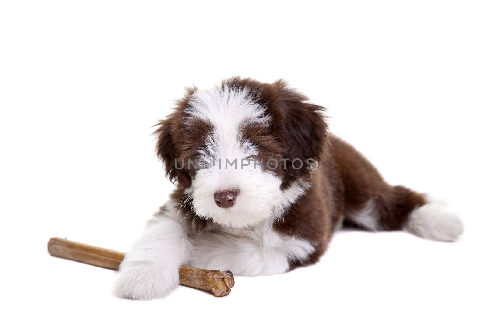 Cute little bearded collie pup protecting it's chewing bone