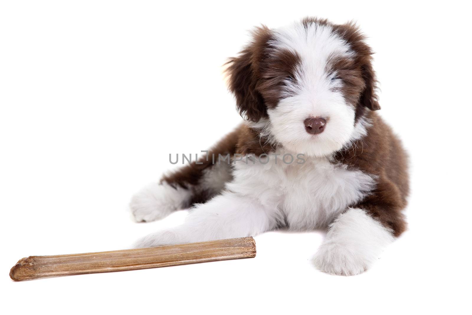 Adorable young bearded collie pup on white background