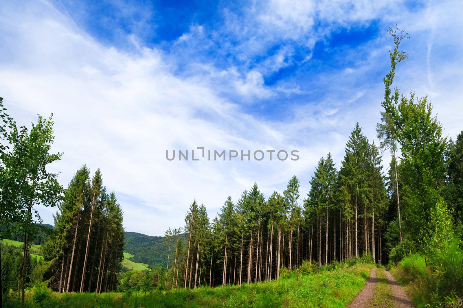 Panorama of summer Landscape, please see also other my picture