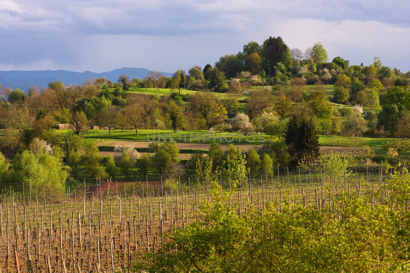 green wine field and blue sky