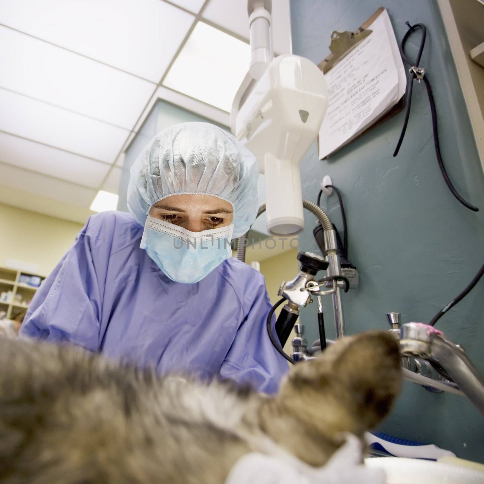 Femnale veterinarian performs surgery on a small dog
