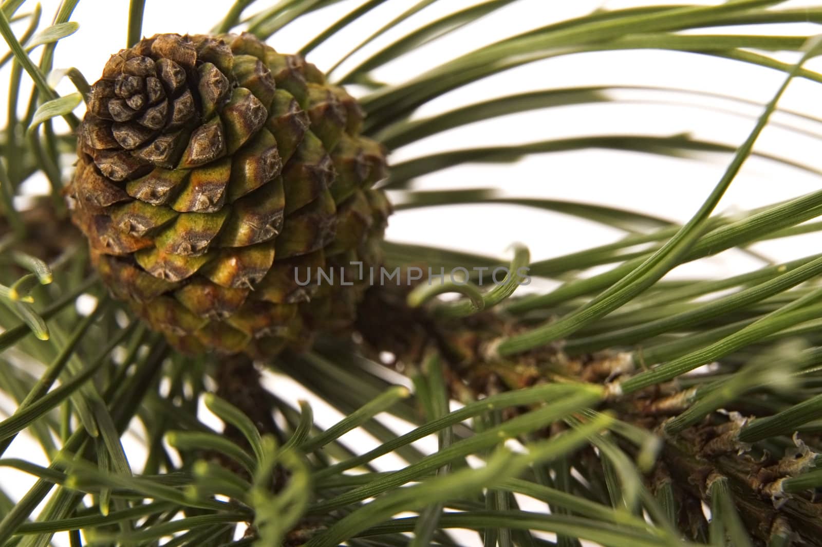 evergreen branch with cone by joannawnuk