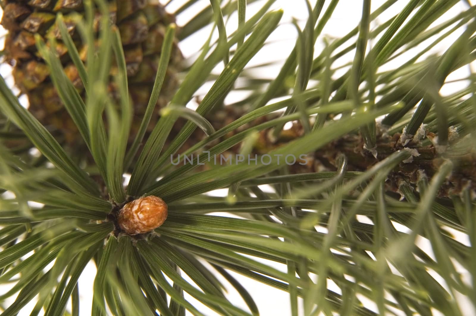 evergreen branch with cone by joannawnuk