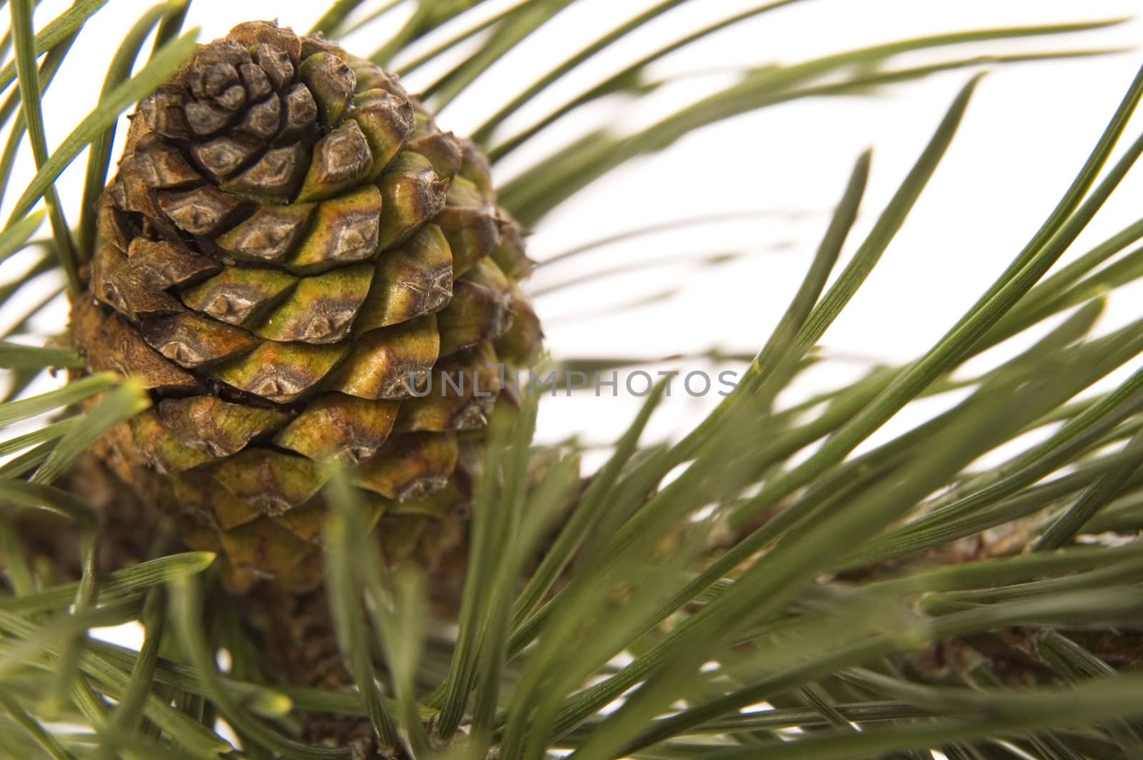 evergreen branch with cone by joannawnuk