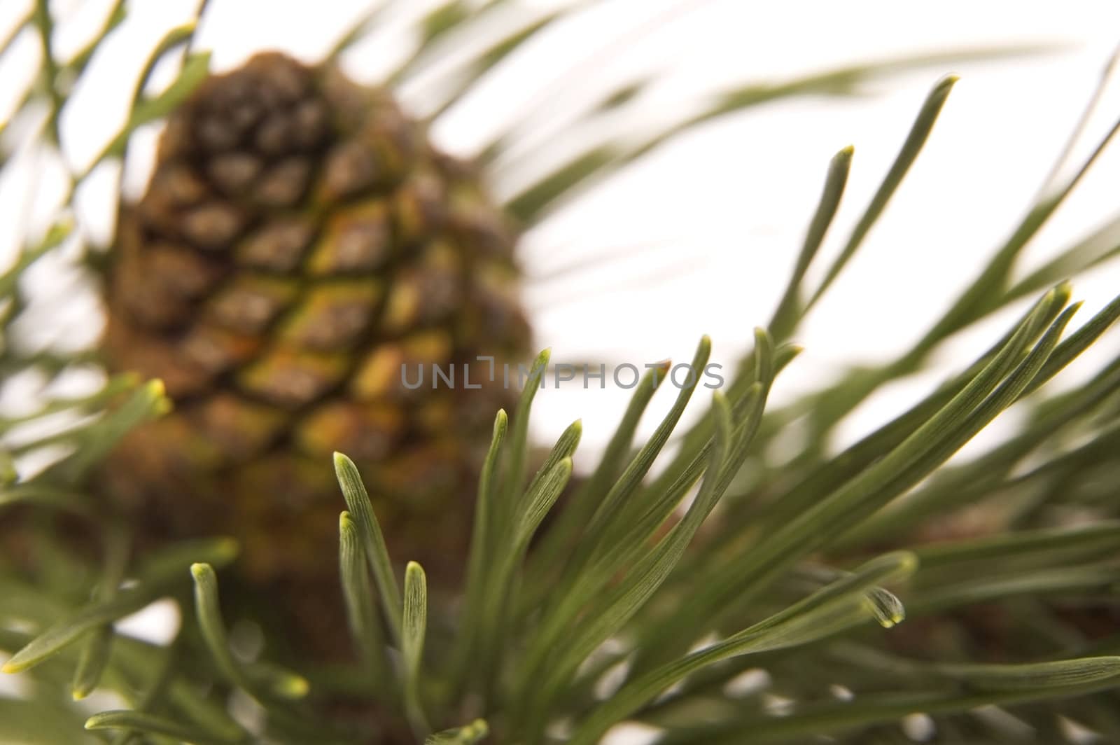 evergreen branch with cone by joannawnuk