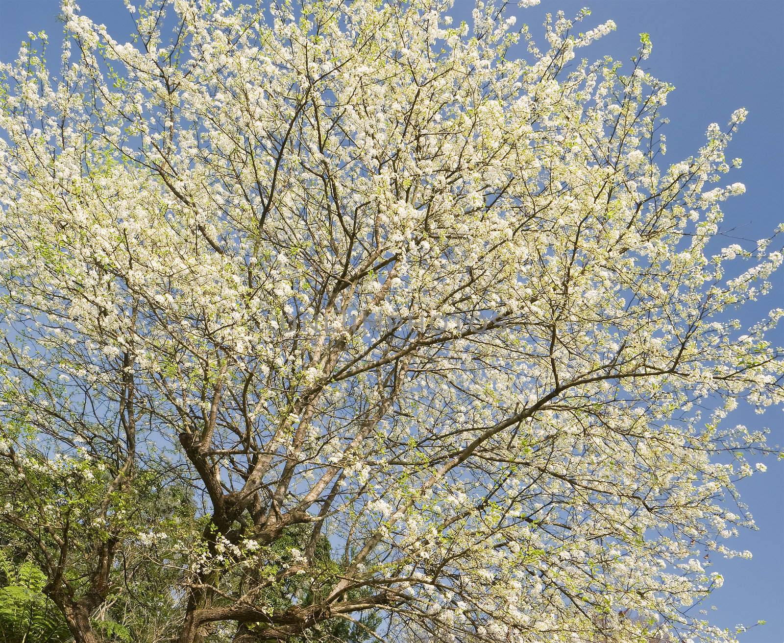 Beautiful white flowers in tree of hawthorn against blue sky.