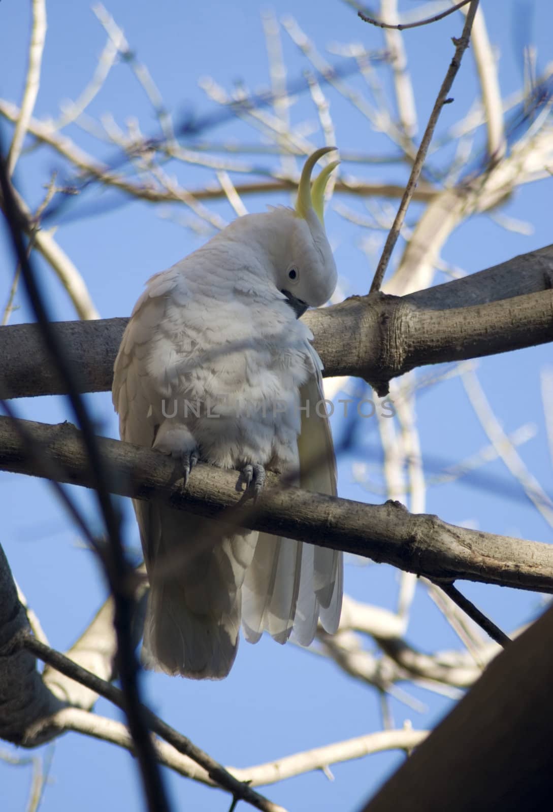 sulphur crested cockatoo by stockarch