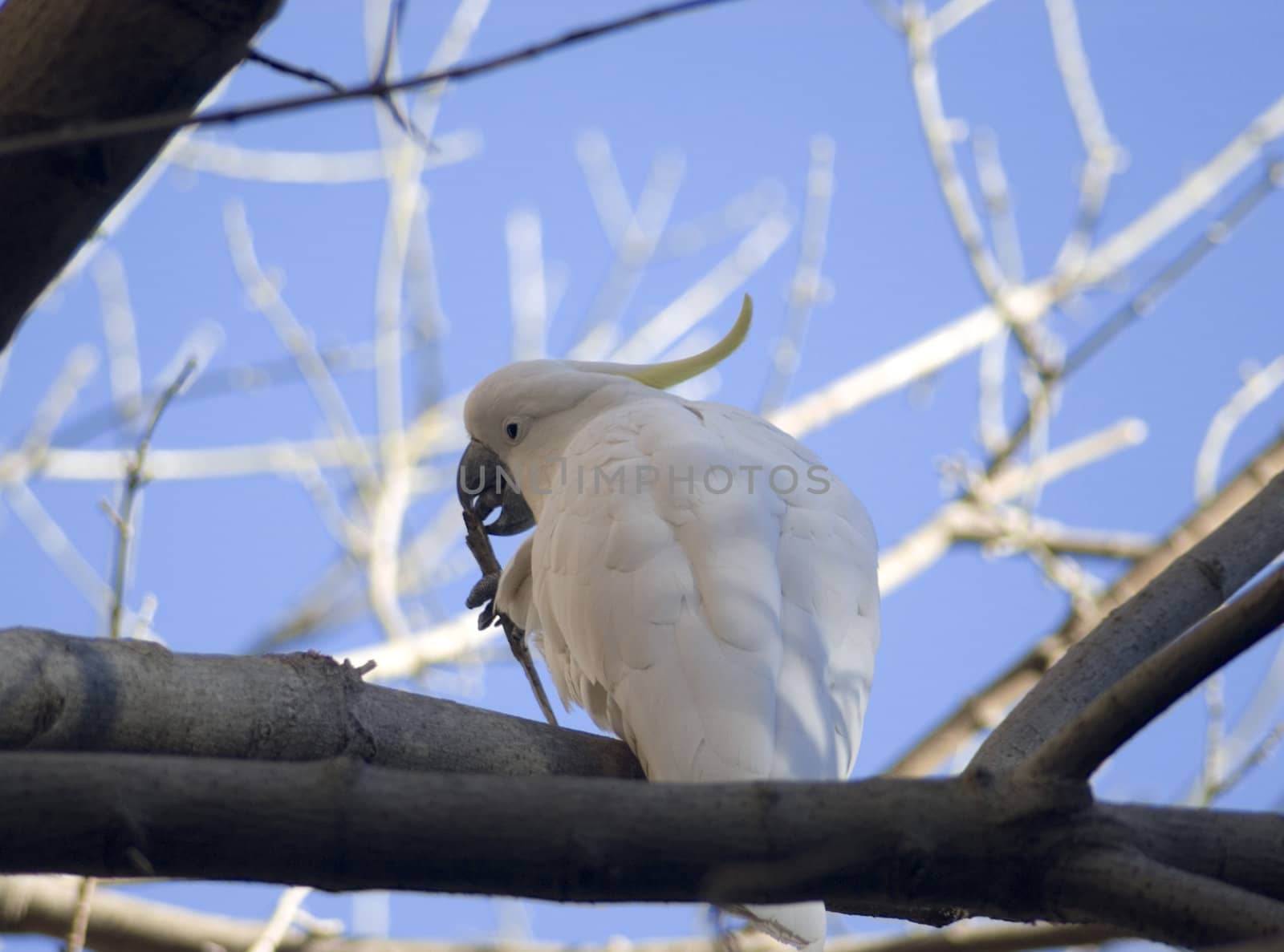 sulphur crested cockatoo by stockarch