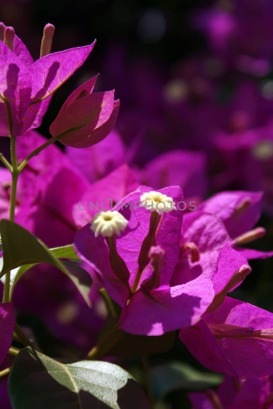 Macro Flower Pink by jpweb