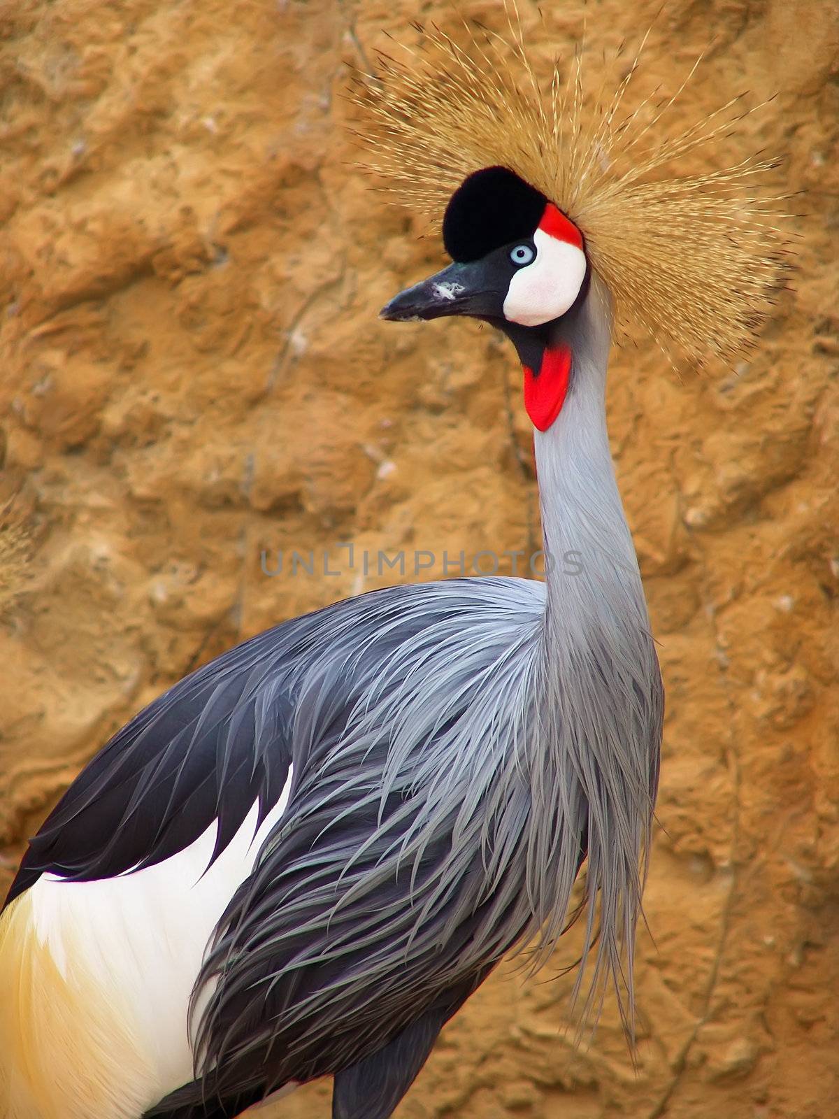 beautiful exotic crowned crane, daylight, behind a stone wall