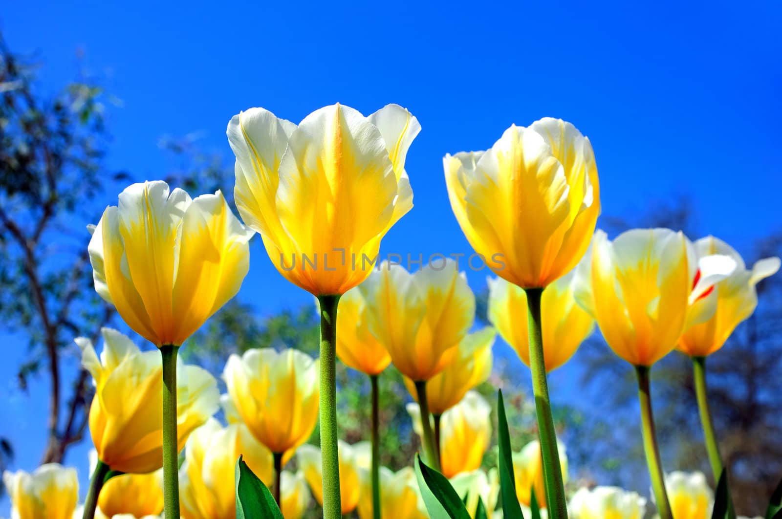 bright yellow tulips against the blue sky on a sunny day