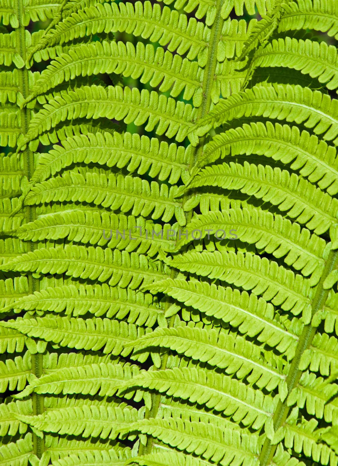 beautiful green background of fern leaves