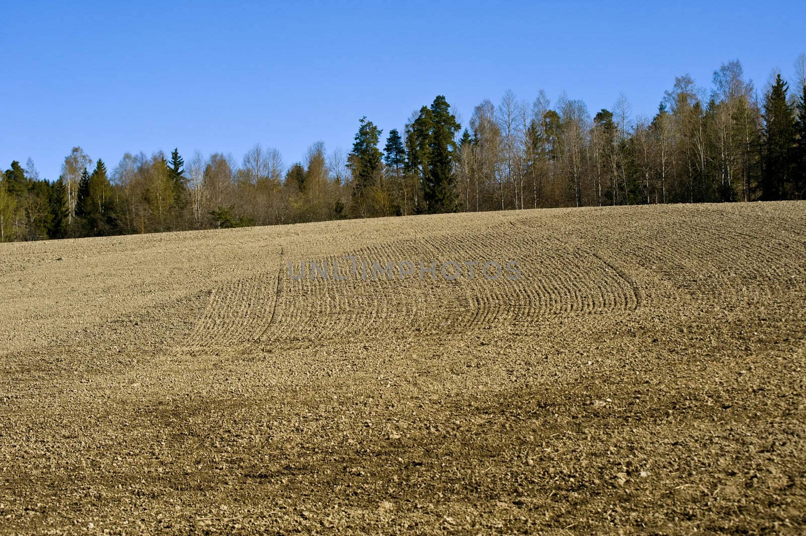 Field in the spring time near Oslo, Norway