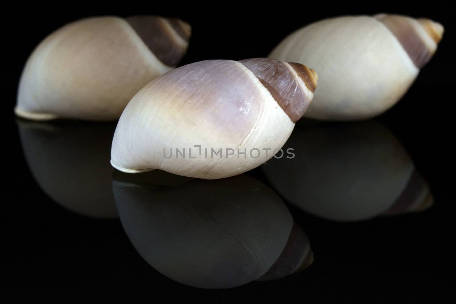 three Seashell