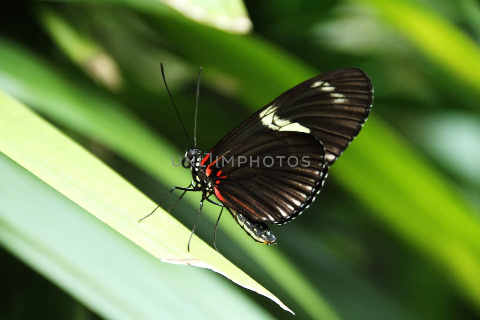 A colorful butterfly on lush tropical vegetation.