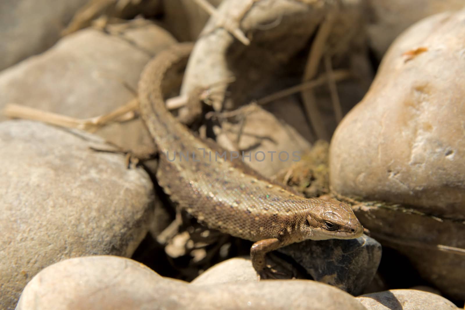 The small wild lizard on a stone