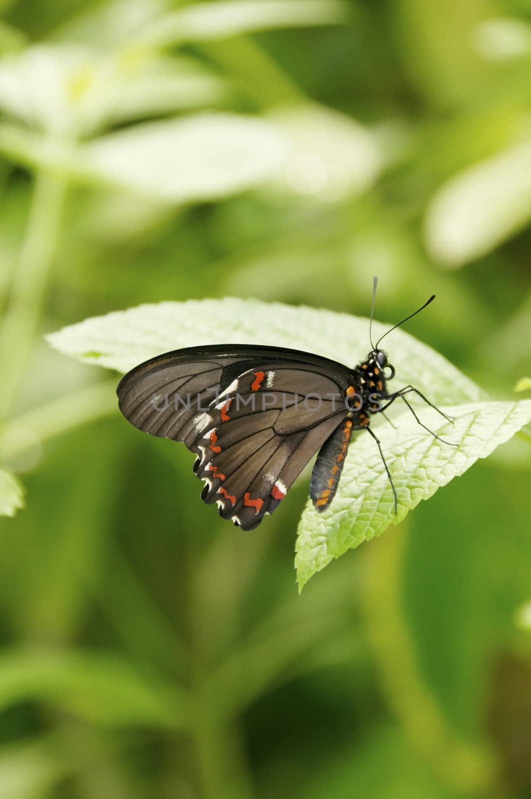 A gold-rimmed swallowtail butterfly on a leaf.