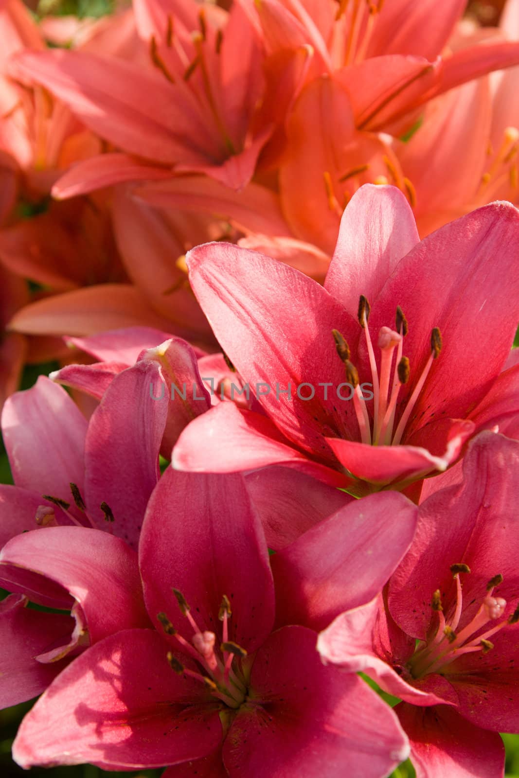Bouquet of pink lilies in a garden