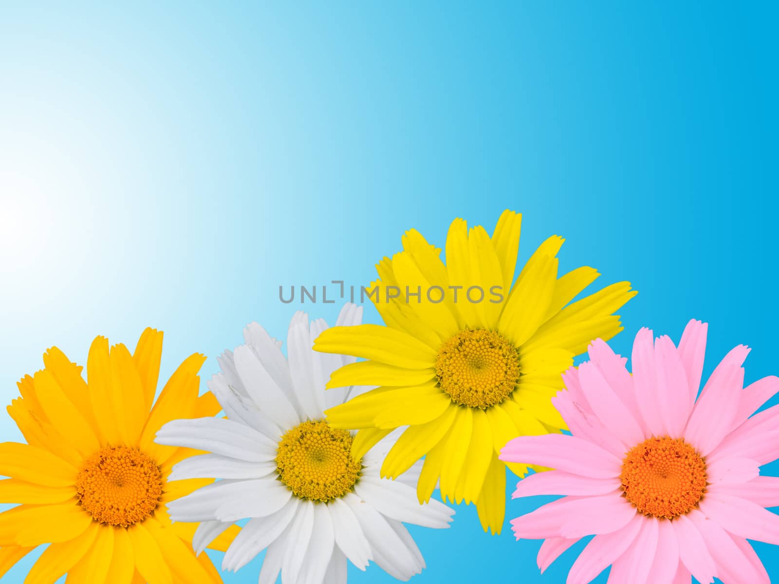 Multi-coloured camomiles on a blue background
