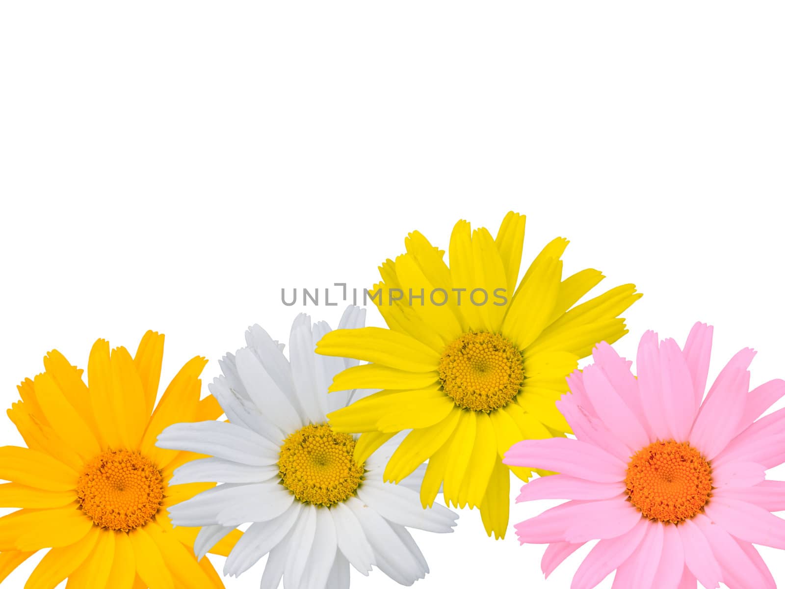 Multi-coloured camomiles on a white background