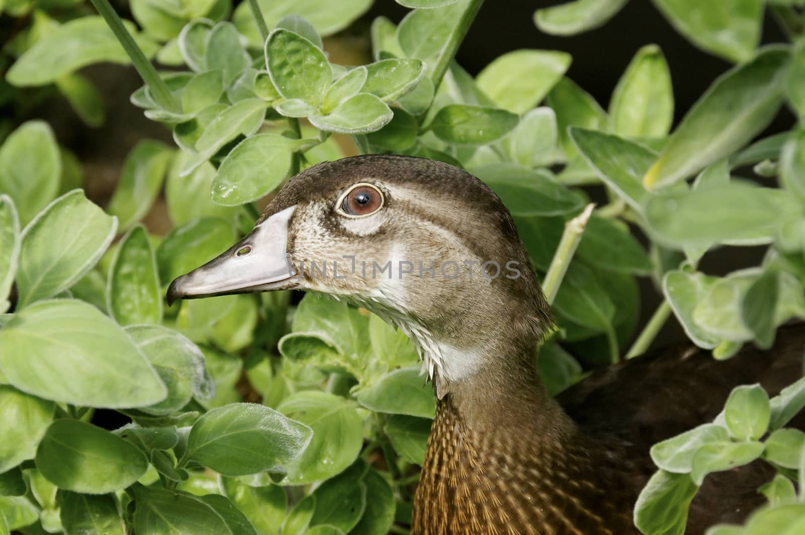 A male wood duck in front of leaves.