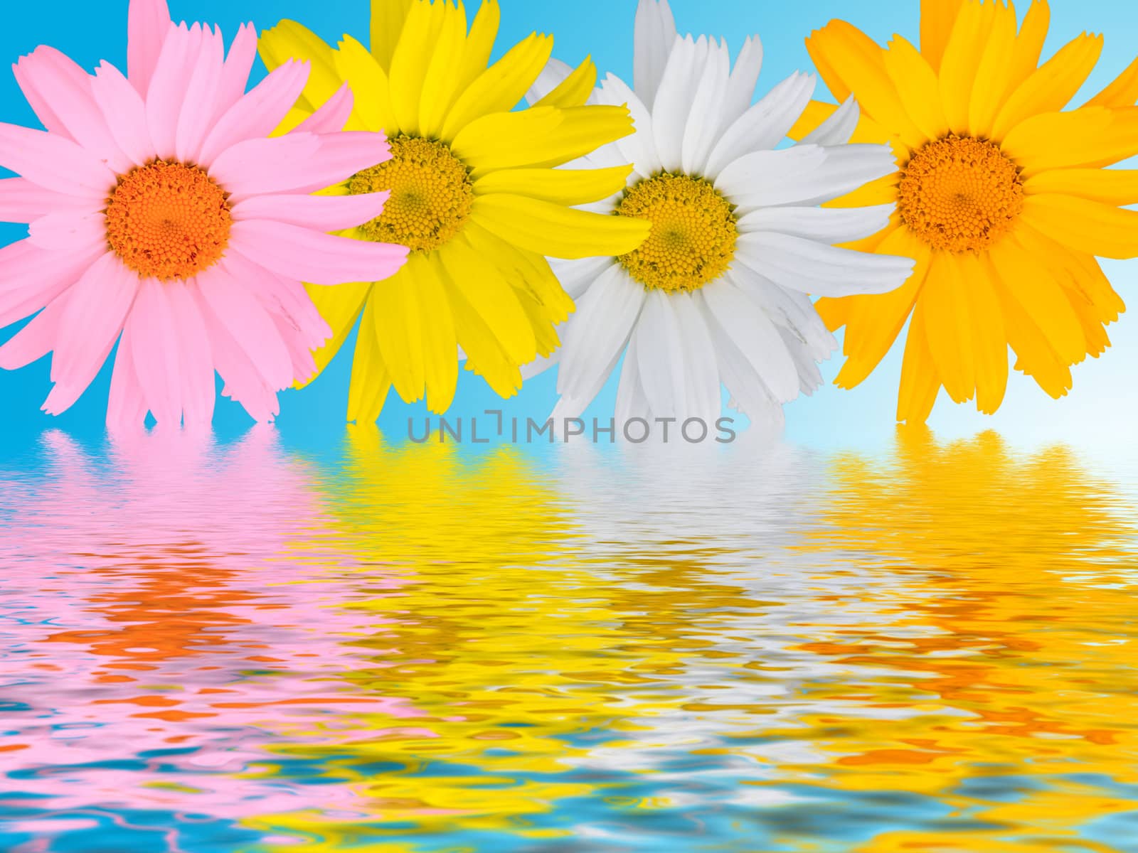 Multi-coloured camomiles on a blue background with reflections