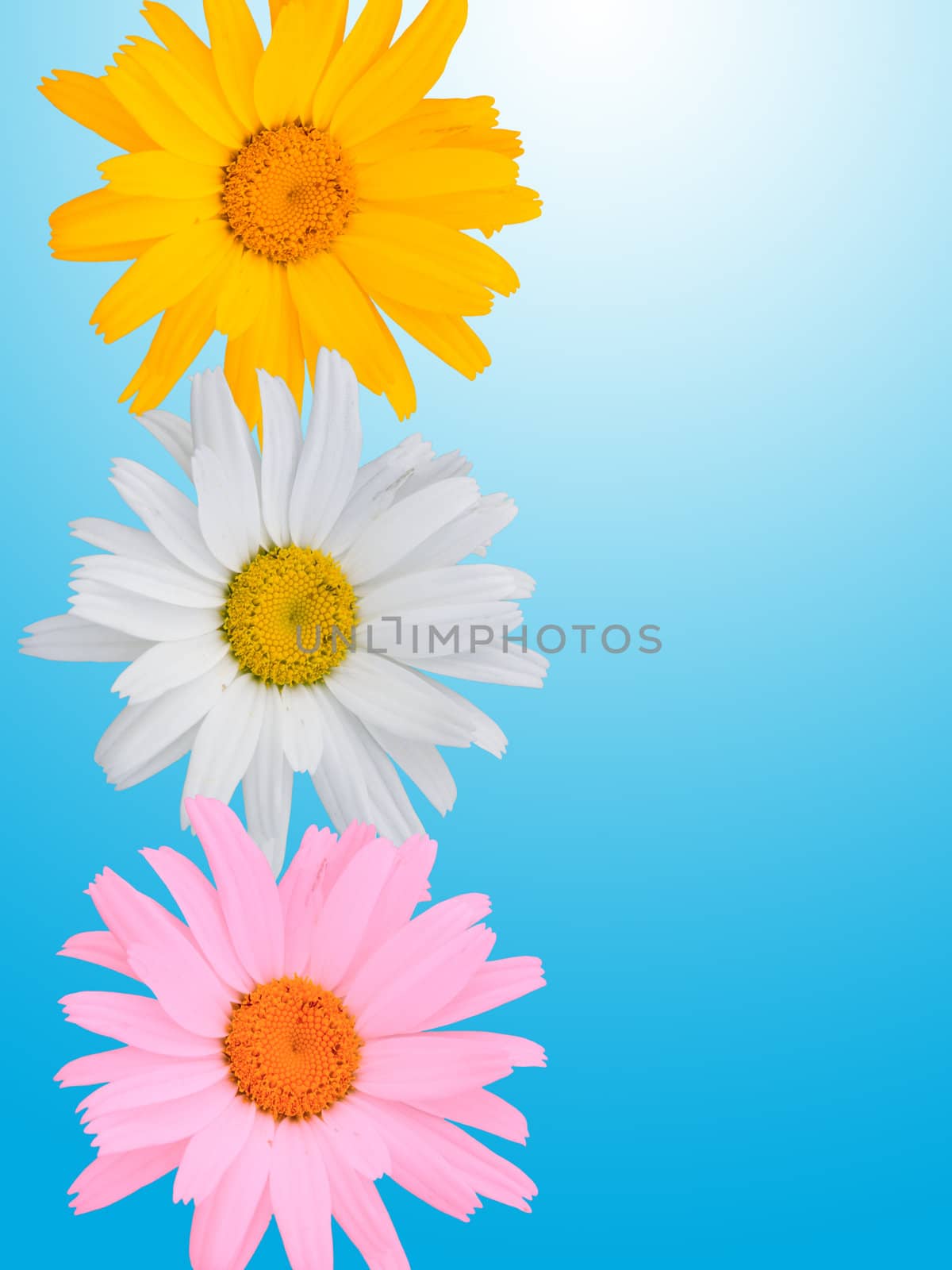 Multi-coloured camomiles on a blue background