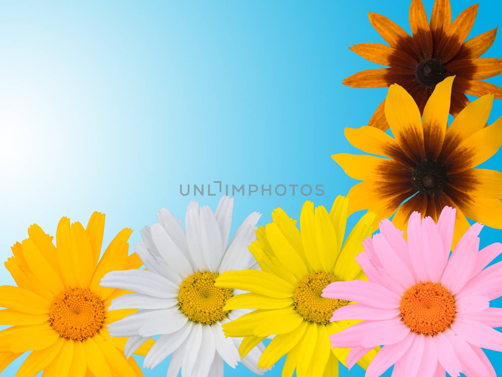 Multi-coloured camomiles on a blue background