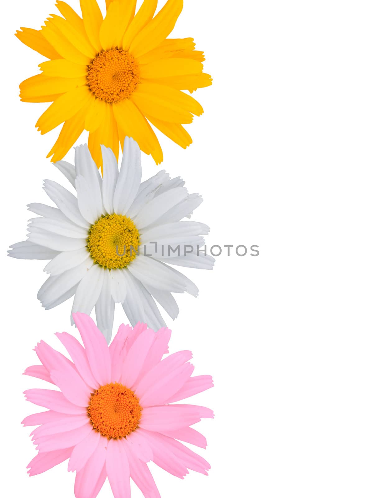 Multi-coloured flowers on a white background
