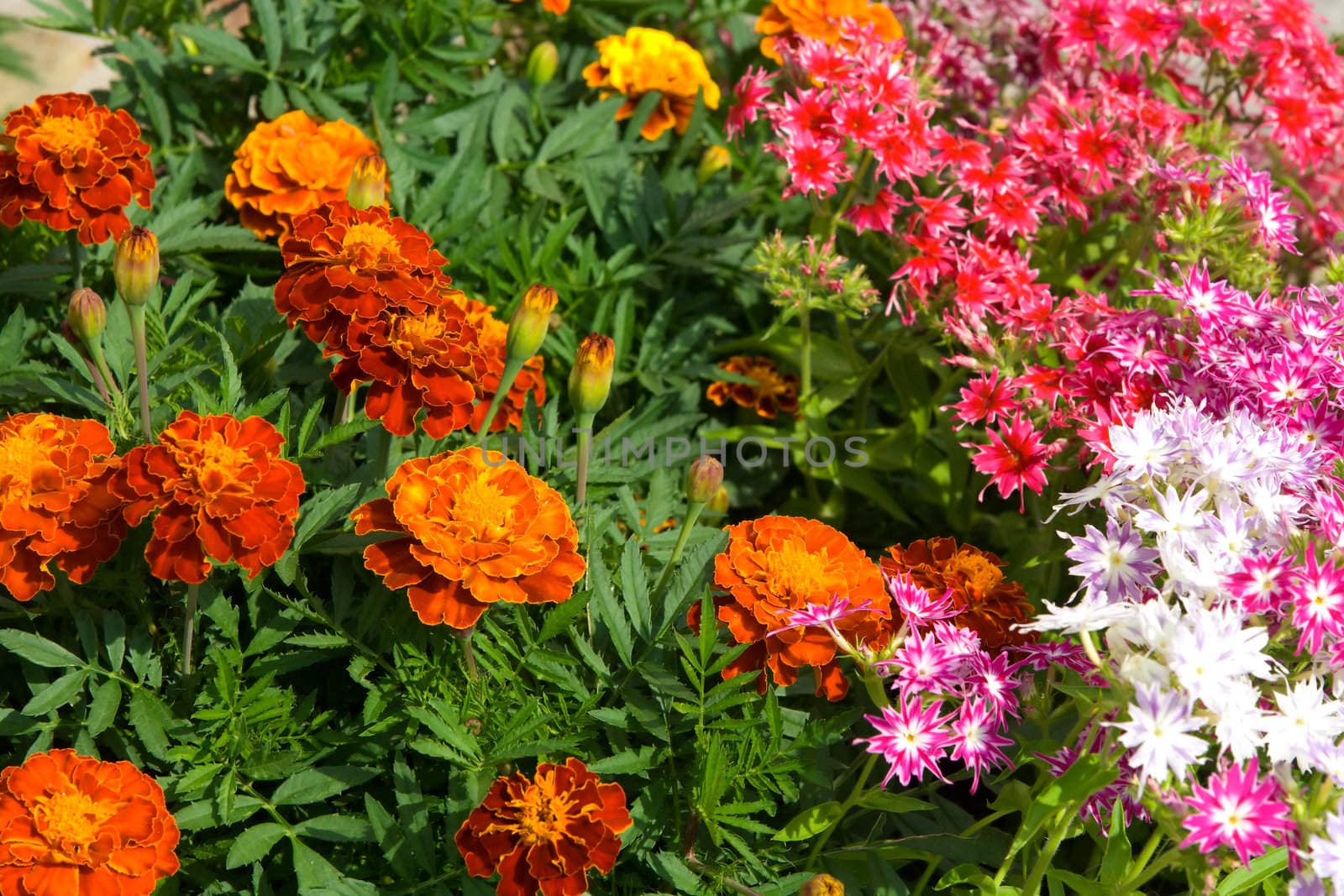 Bed with various flowers