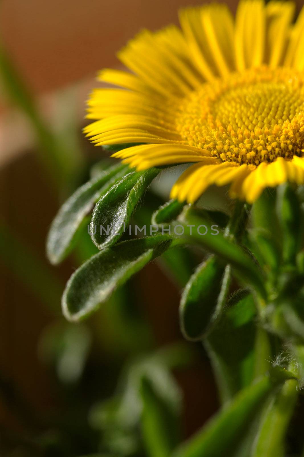 Macro image of a yellow flower.  Extreme shallow-depth-of-field.
