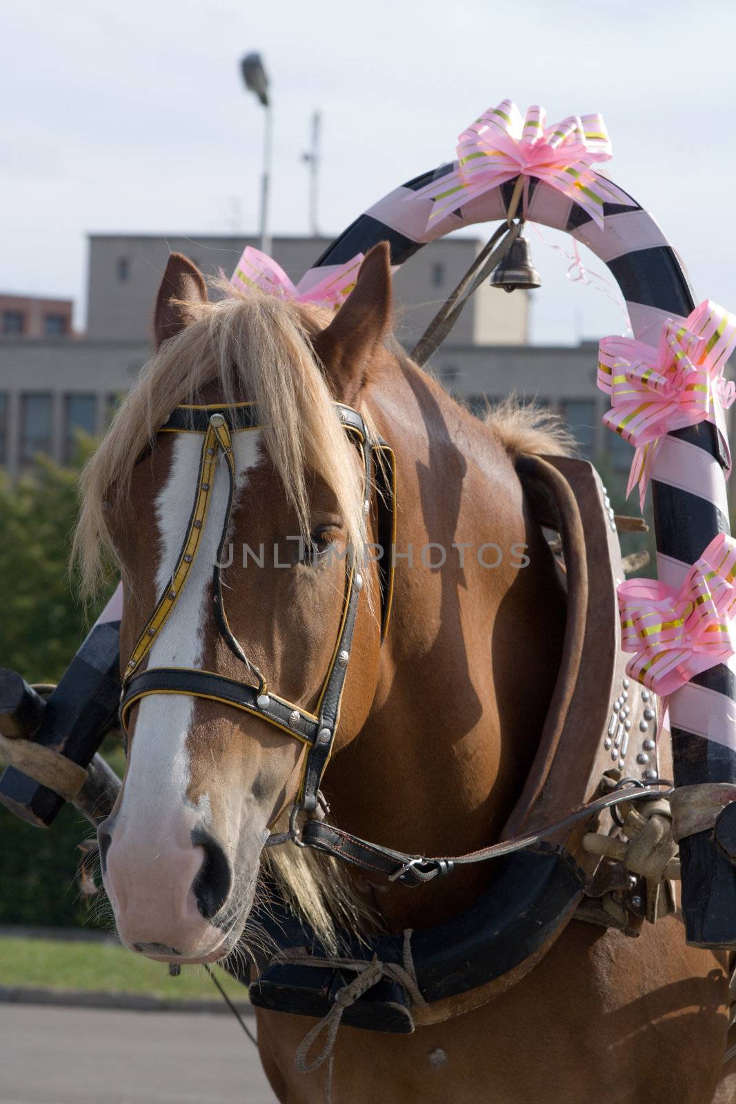 The decorated horse in a harness.