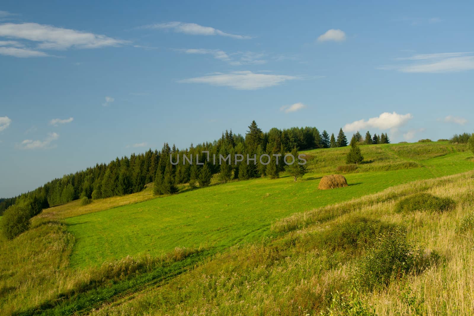 Beautiful summer landscape. The nature.