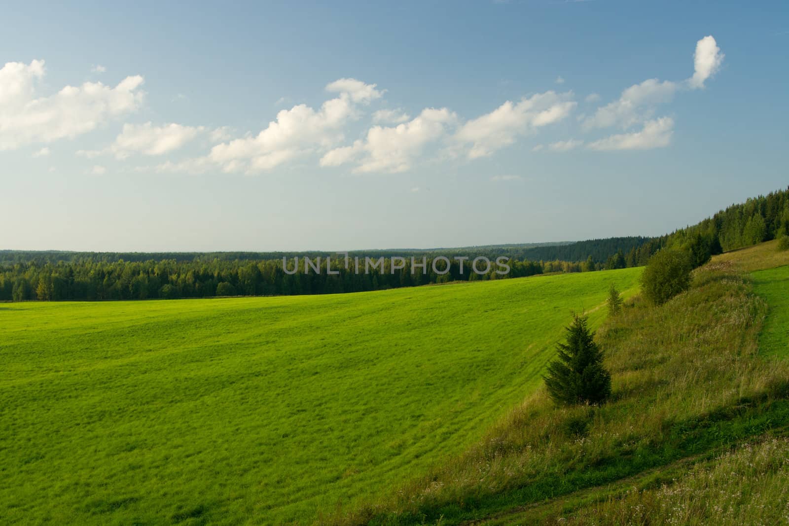 Beautiful summer landscape. The nature.