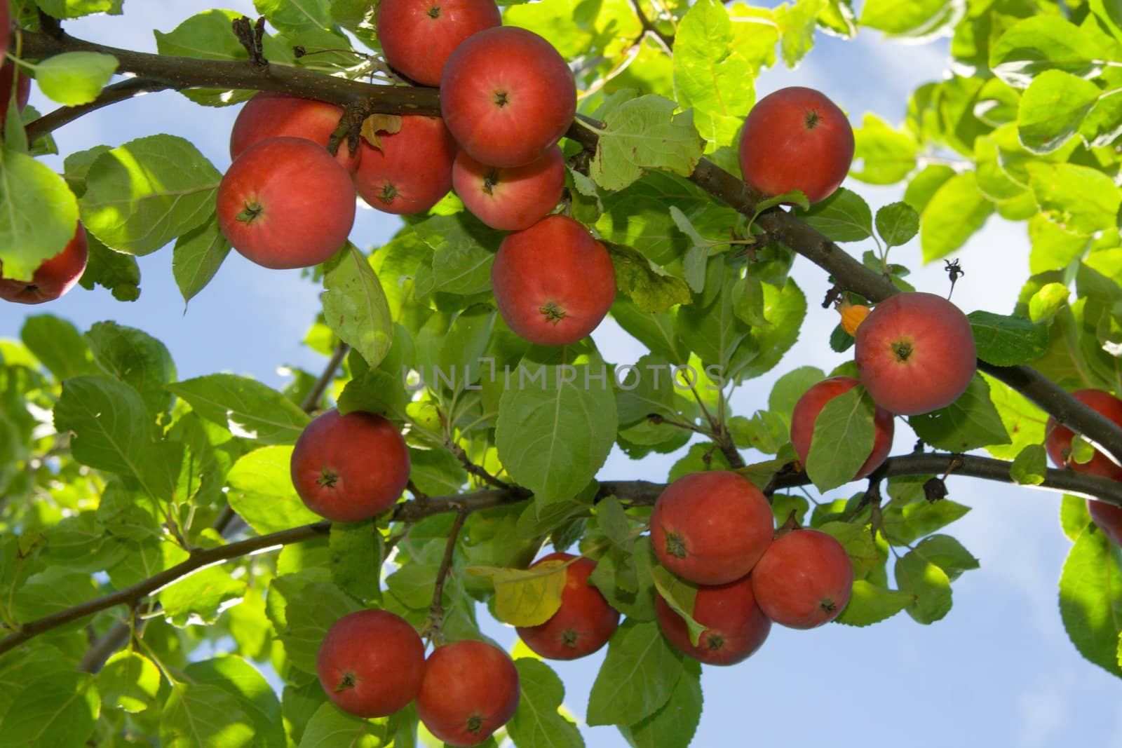 Ripe red apples on a tree