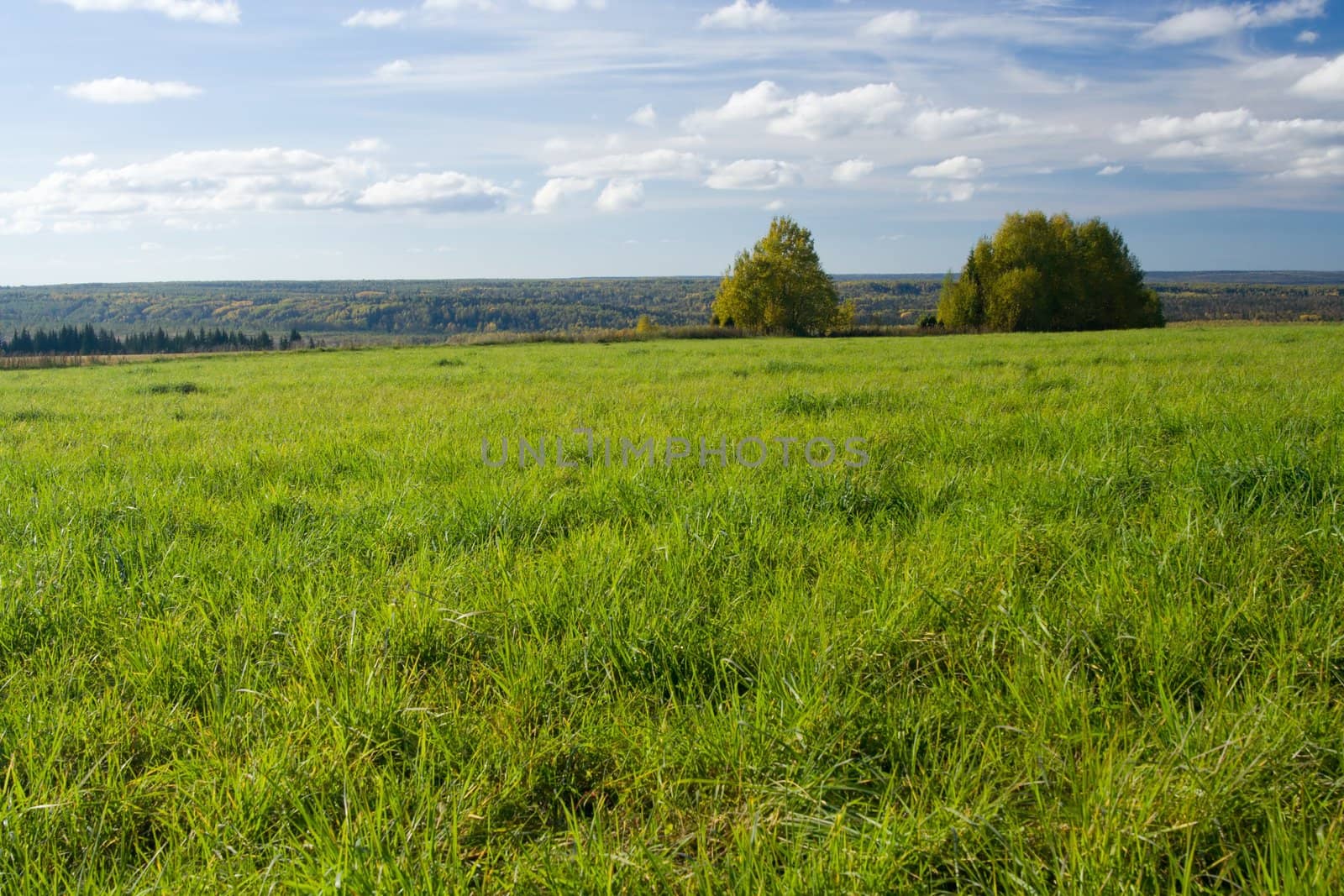 Beautiful summer landscape. The nature.