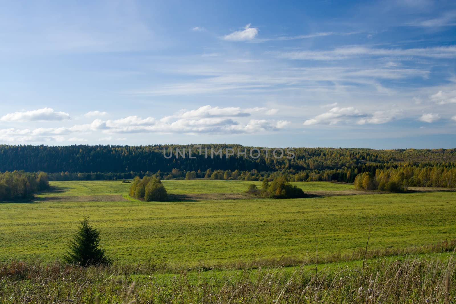 Beautiful summer landscape. The nature.
