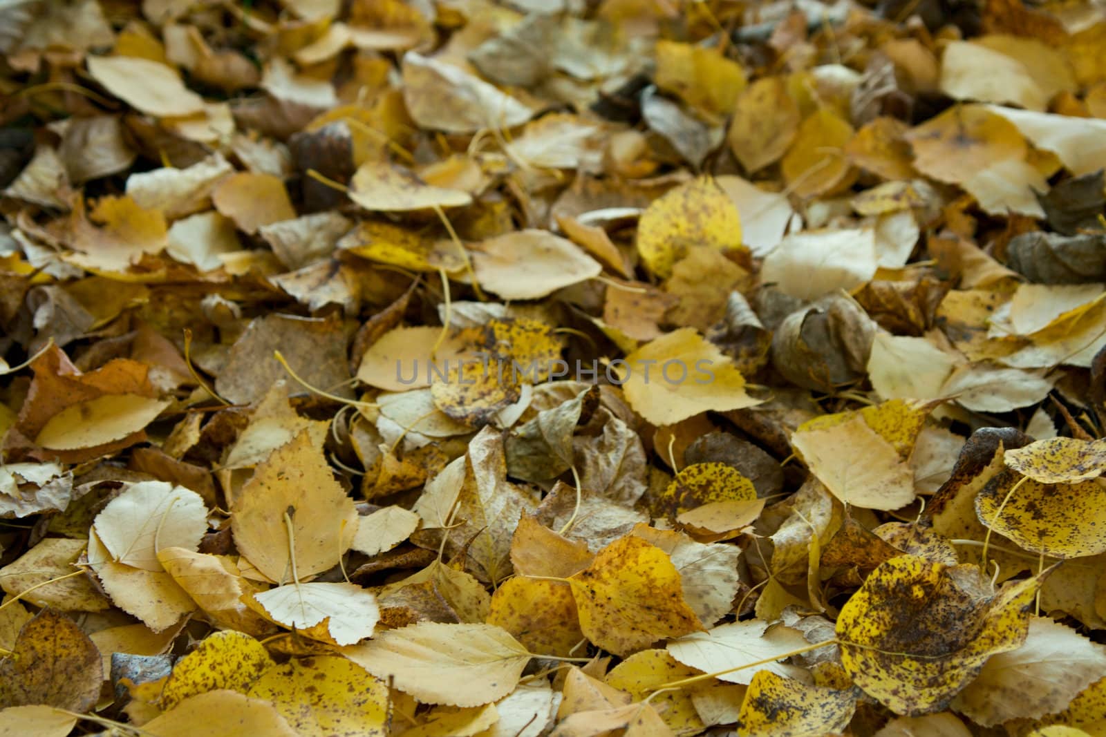 The fallen down autumn foliage. Abstract background.