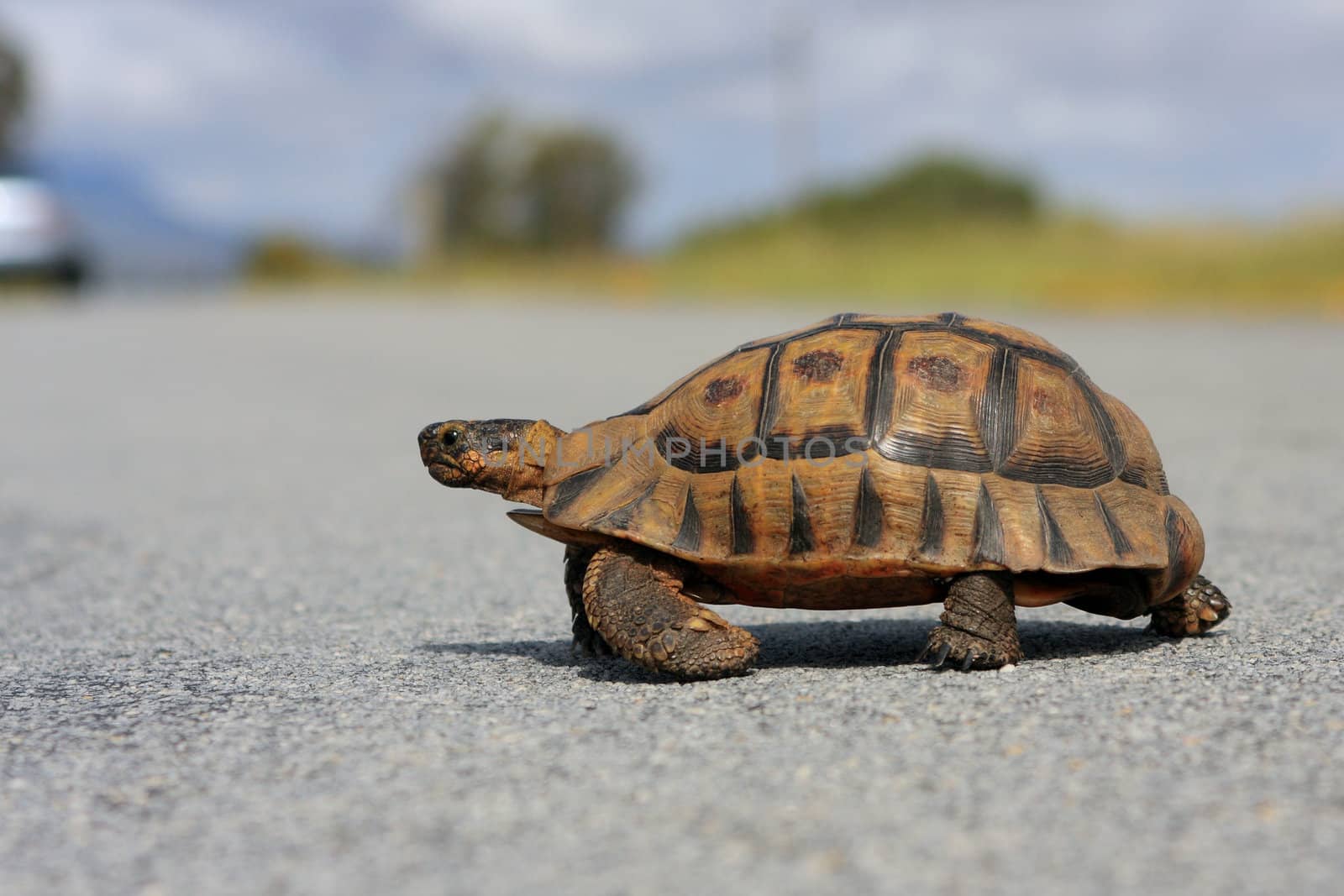 Juvenile Africa Mountain tortoise crossing a road 