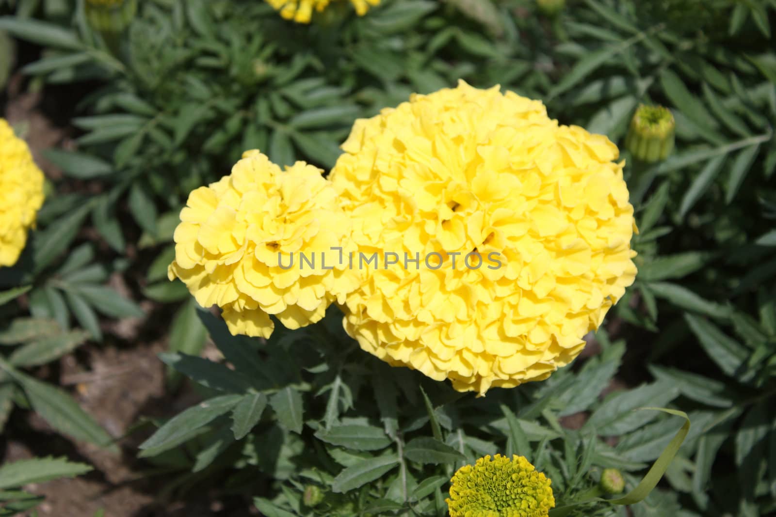 Close-up of yellow marigold against the softly muted shades of the leaves