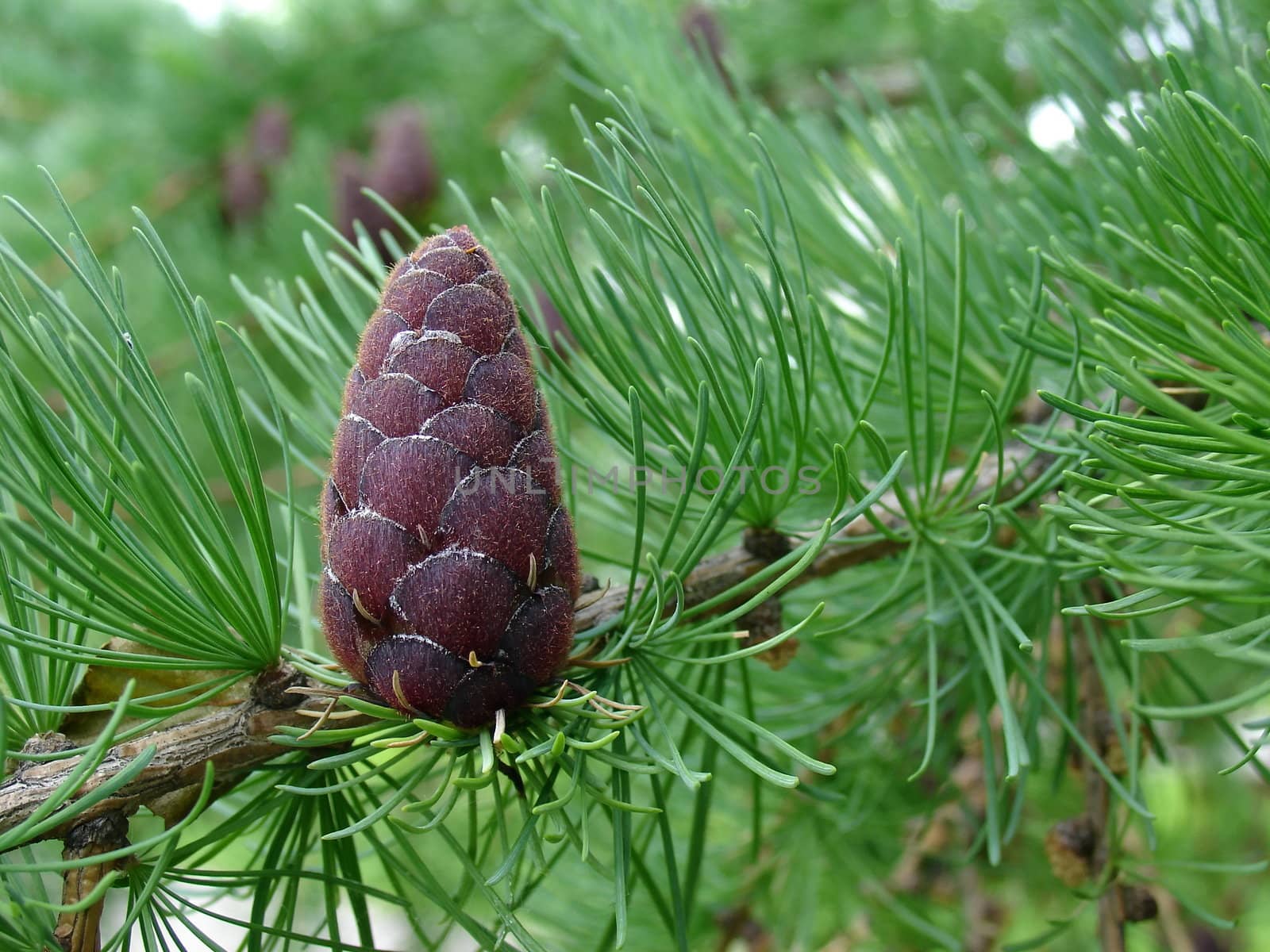 Single cone of the pine around the needles