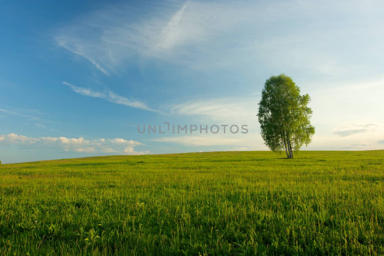 Lonely birch in a field. Landscape.