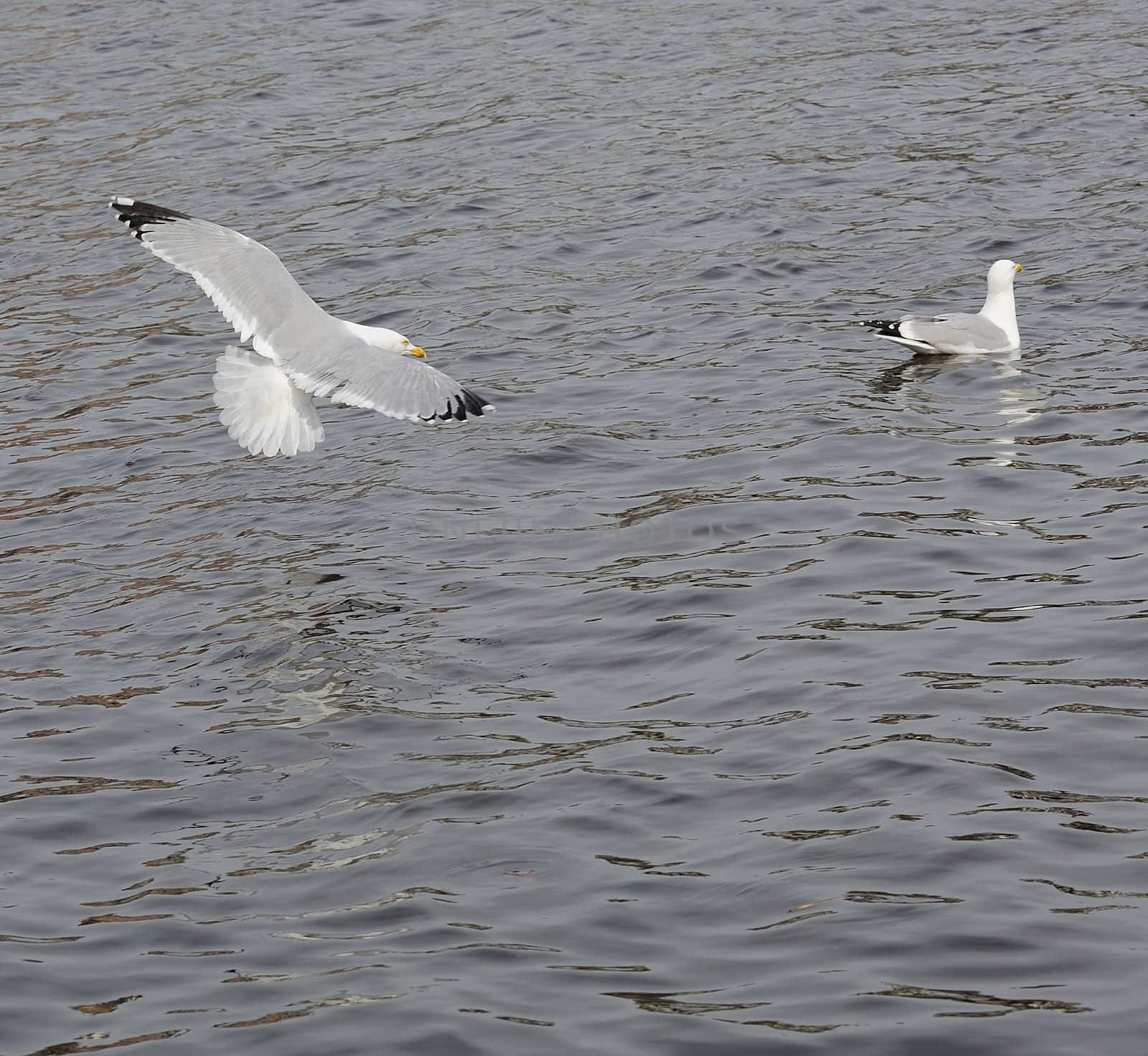 Adult herring gull soaring on Amstel river, preparing for landing